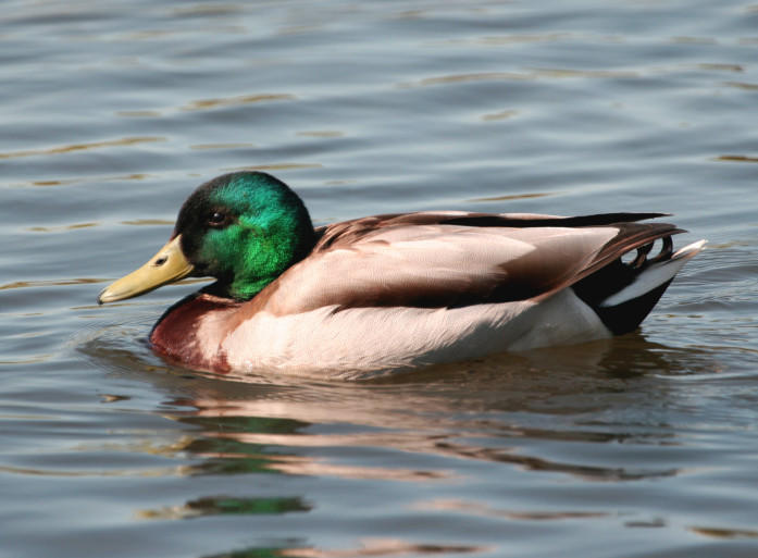 Mallard Mallard