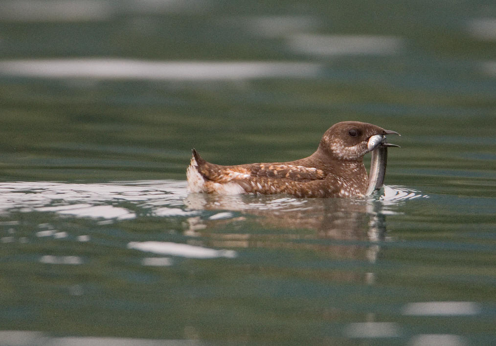 Marbled Murrelet.