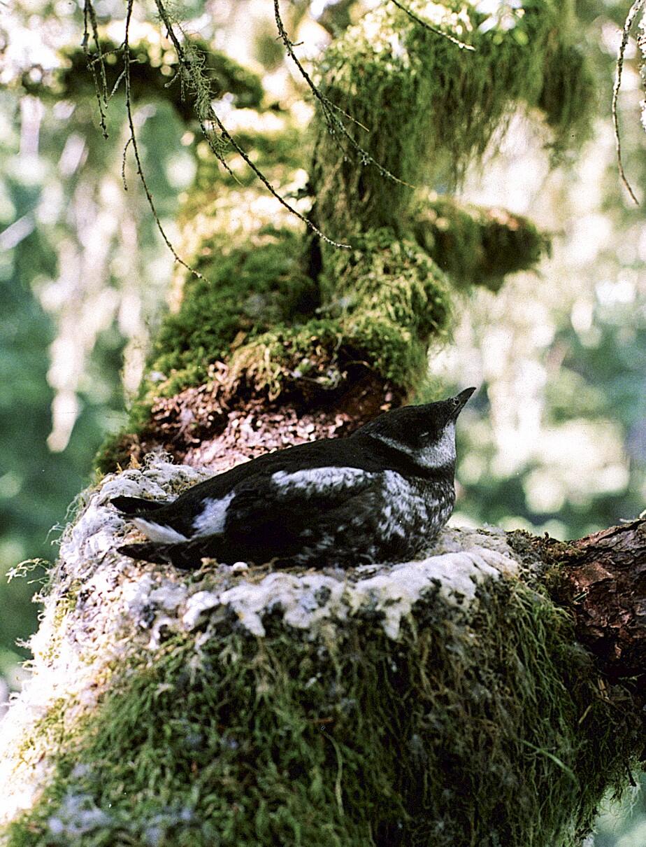 Marbled Murrelet in nest. Marbled Murrelet in nest.