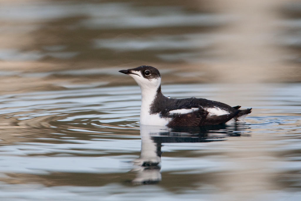 Marbled Murrelet.