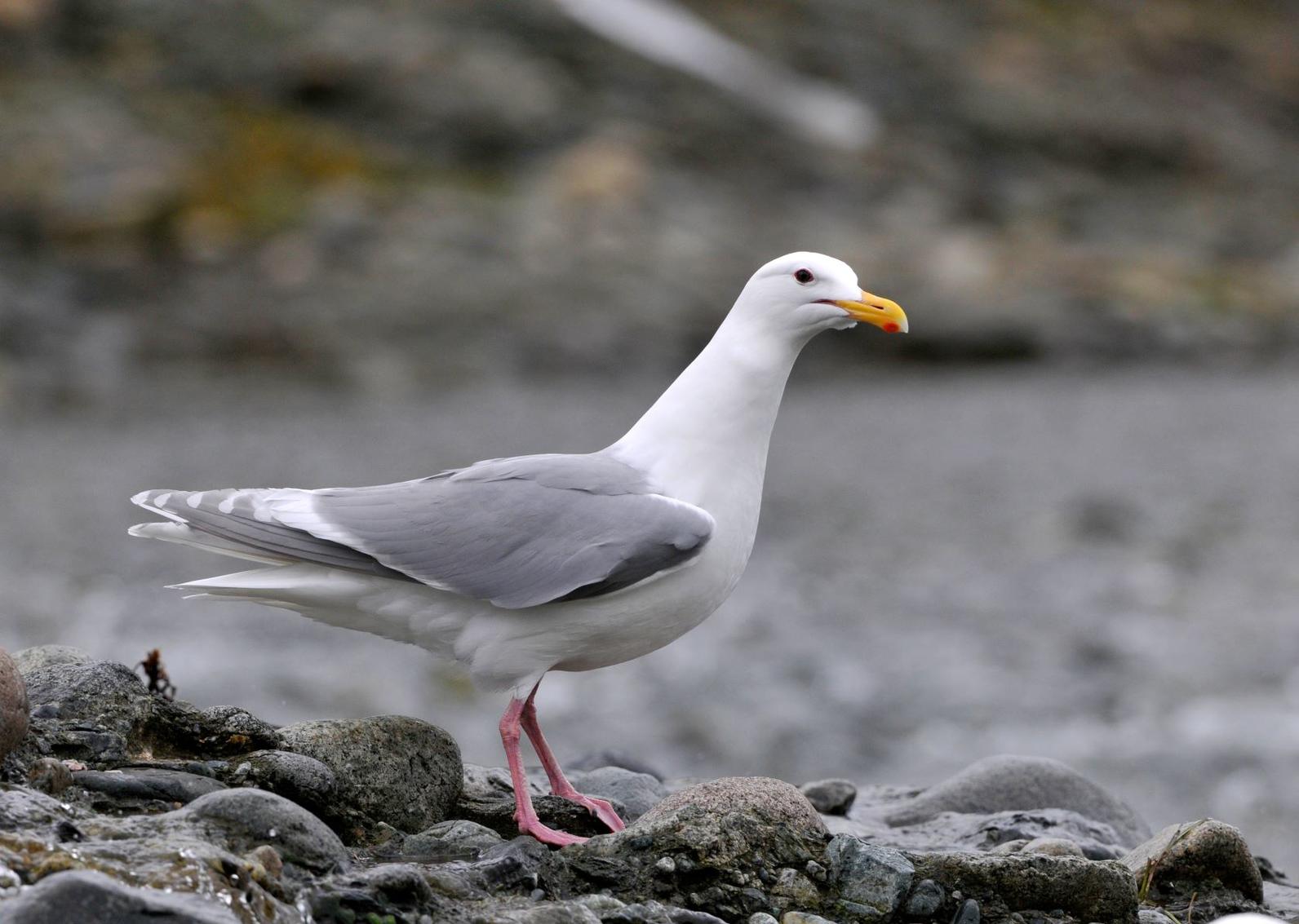 Glaucous-winged Gull. Glaucous-winged Gull.