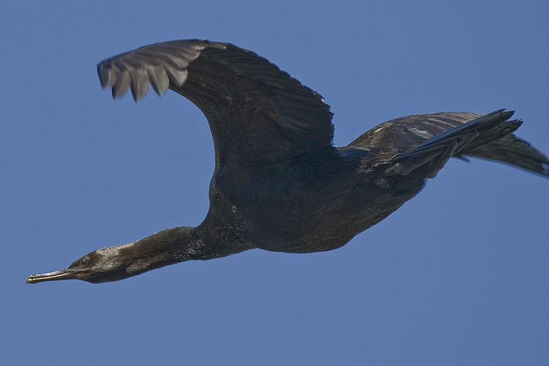 Pelagic Cormorant. 