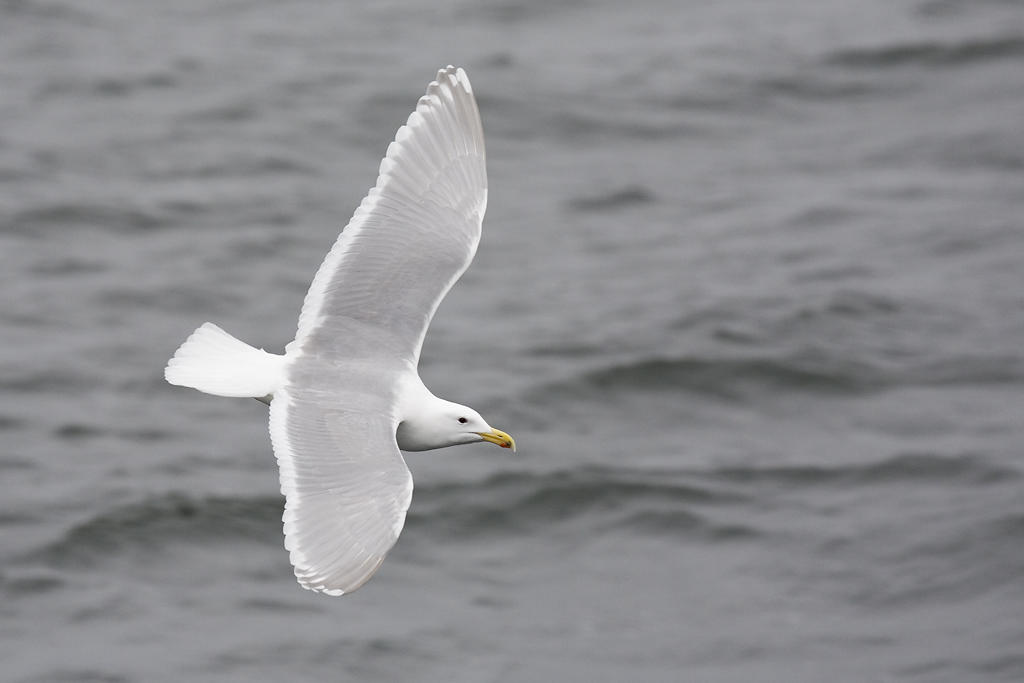 Glaucous-winged Gull. 