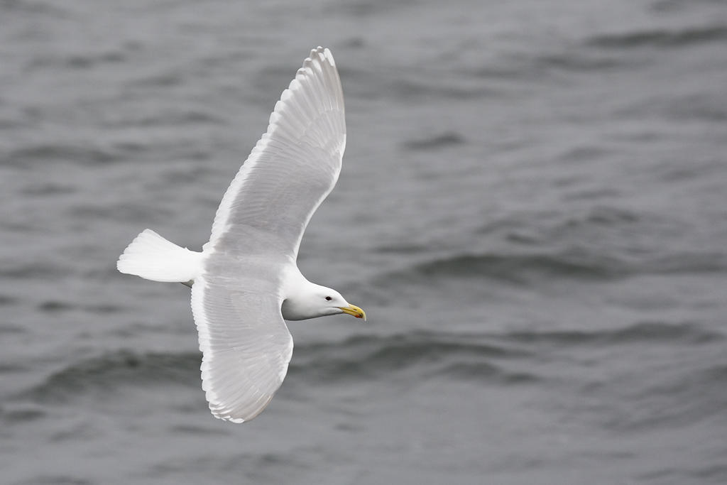 Glaucous-winged Gull. Glaucous-winged Gull.