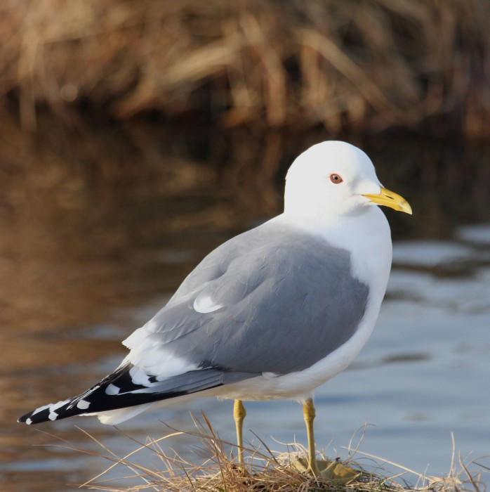 Mew Gull. Mew Gull.