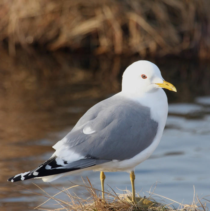 Mew Gull.