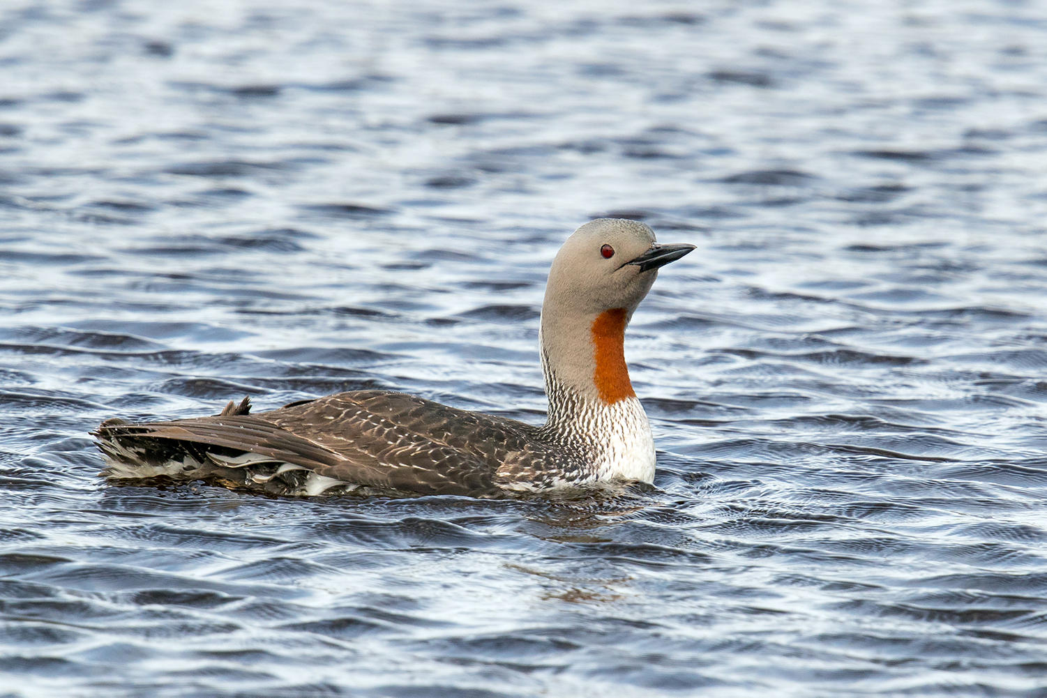 Red-throated Loon. 