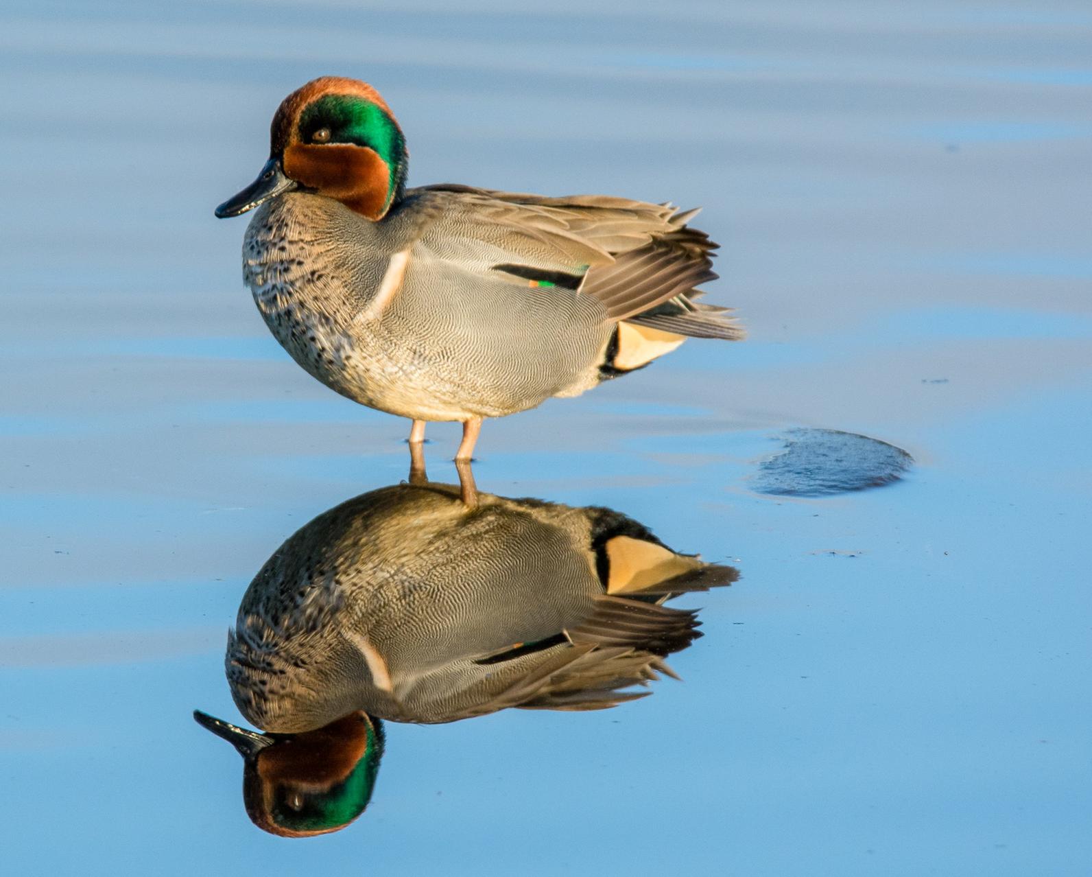 Green-winged Teal. 