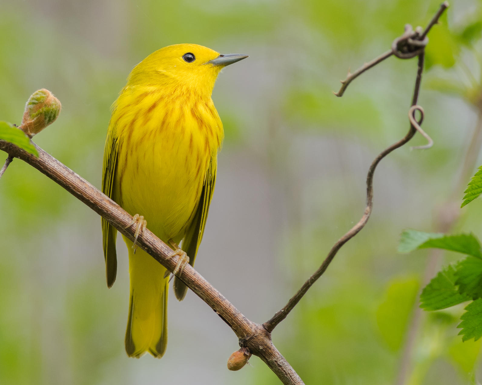 Yellow Warbler. Yellow Warbler.