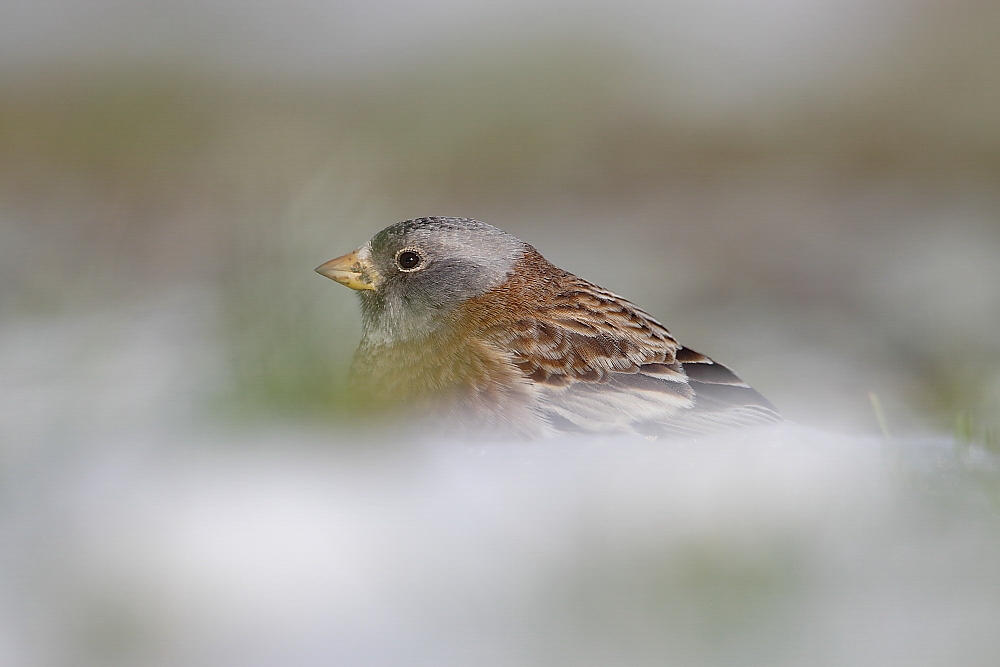 Gray-crowned Rosy Finch. Gray-crowned Rosy Finch.