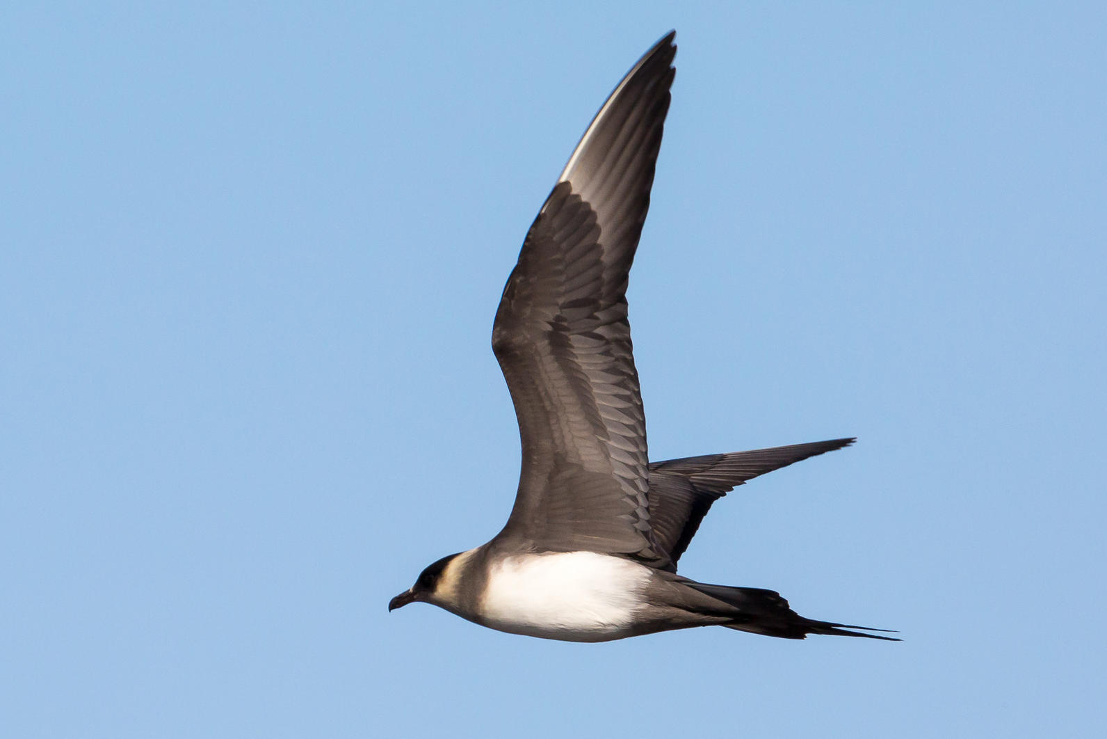 Parasitic Jaeger. Parasitic Jaeger.