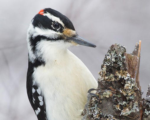 Hairy Woodpecker.