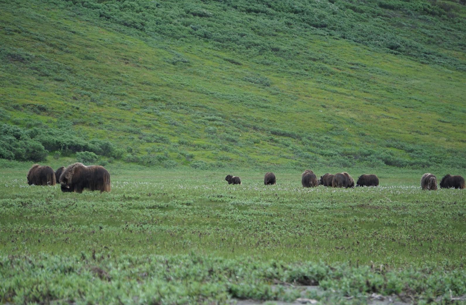 Muskoxen in the Arctic Refuge. Muskoxen in the Arctic Refuge.