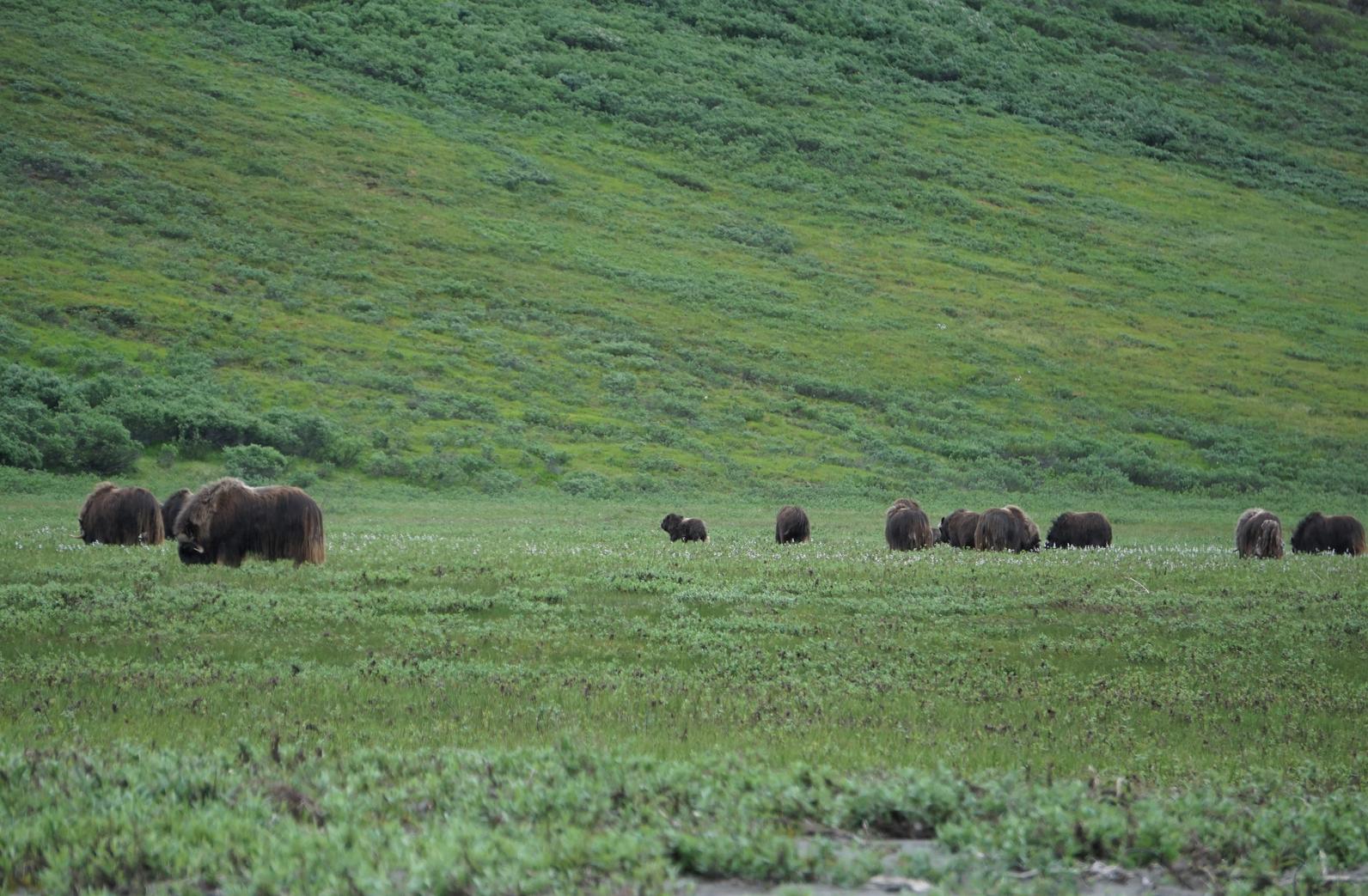 Muskoxen in the Arctic Refuge.