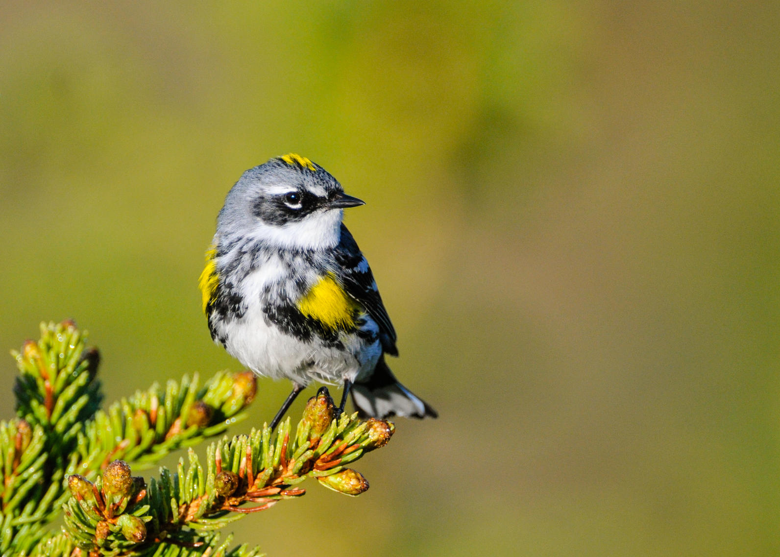 Yellow-rumped Warbler. 