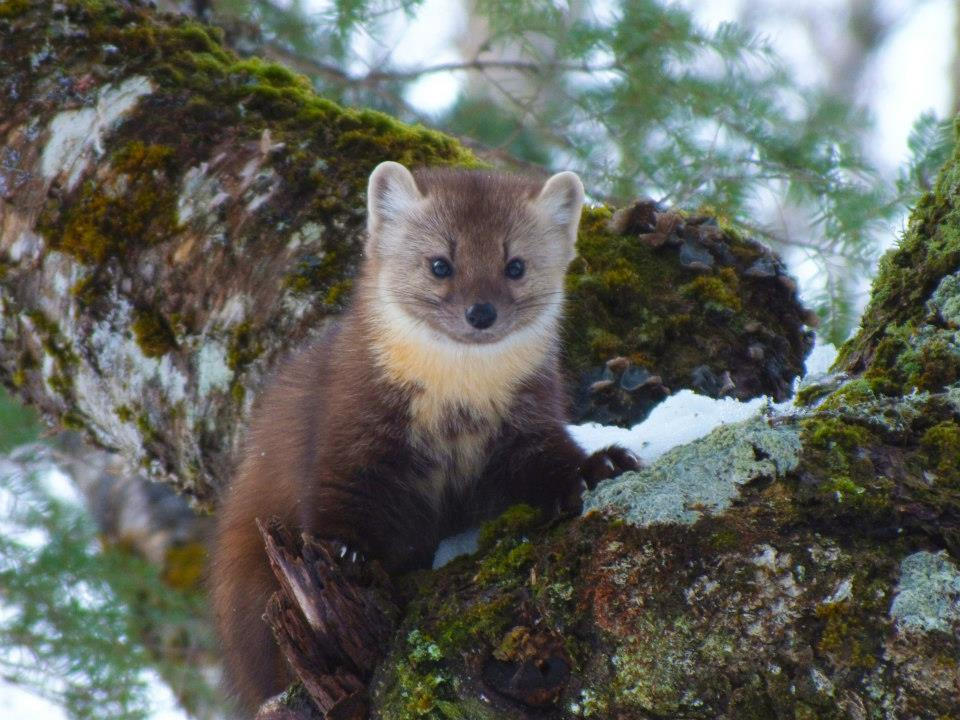 Marten Marten