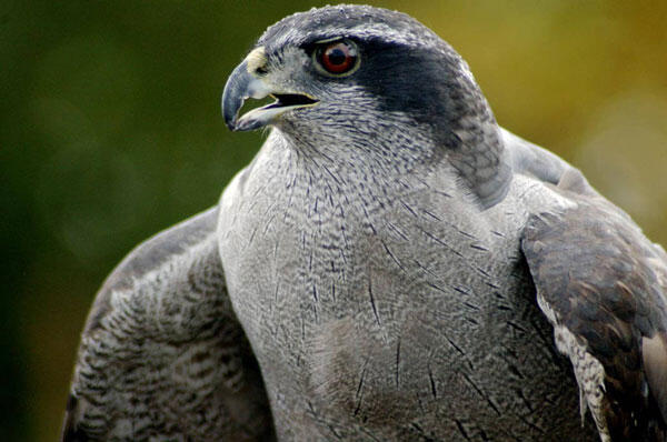 Northern Goshawk.