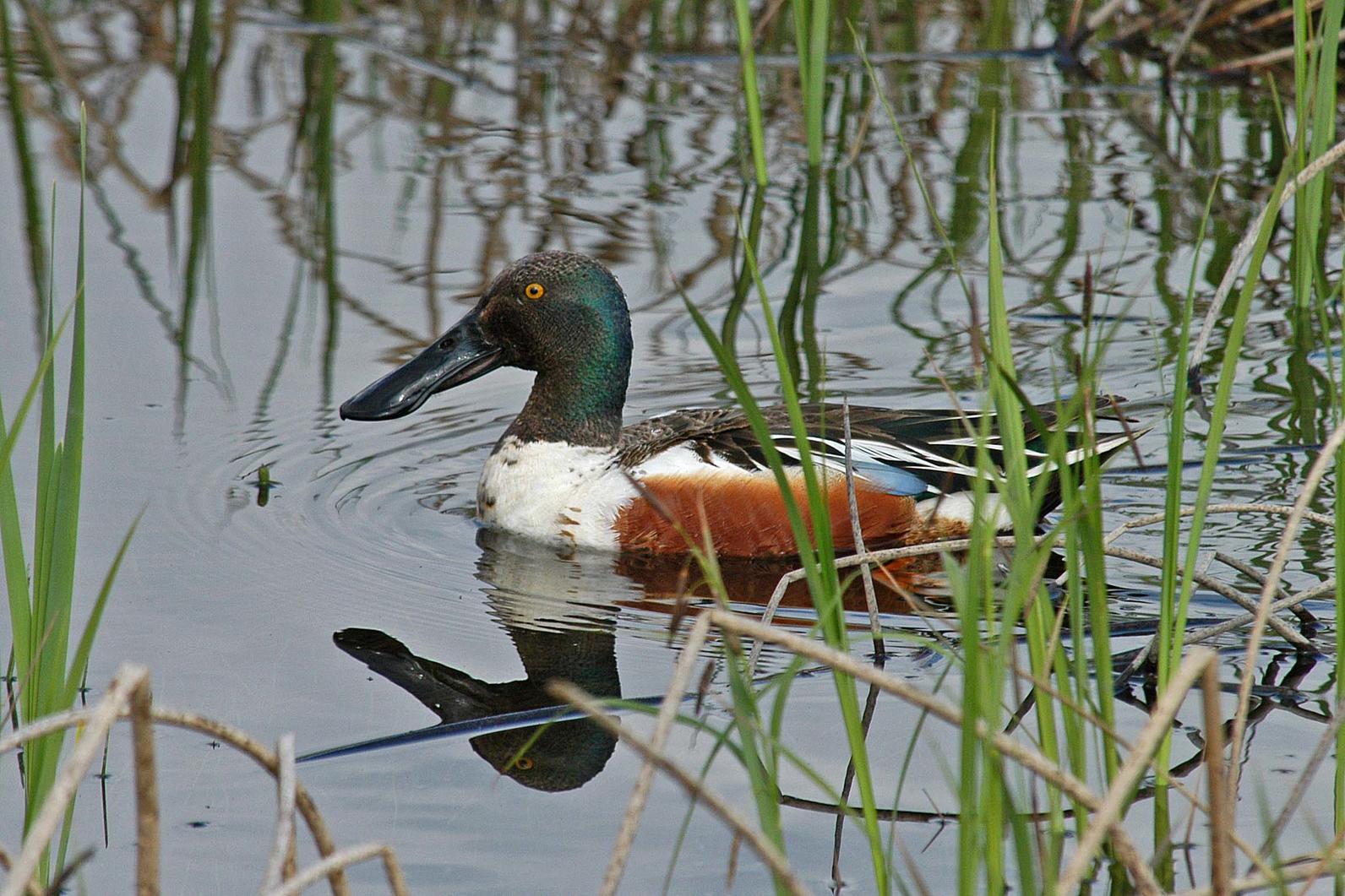 Northern Shoveler. Northern Shoveler.