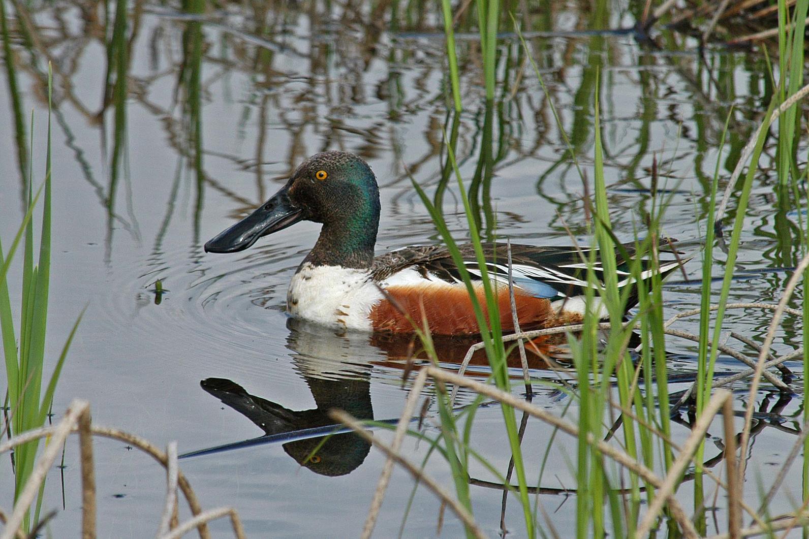 Northern Shoveler.