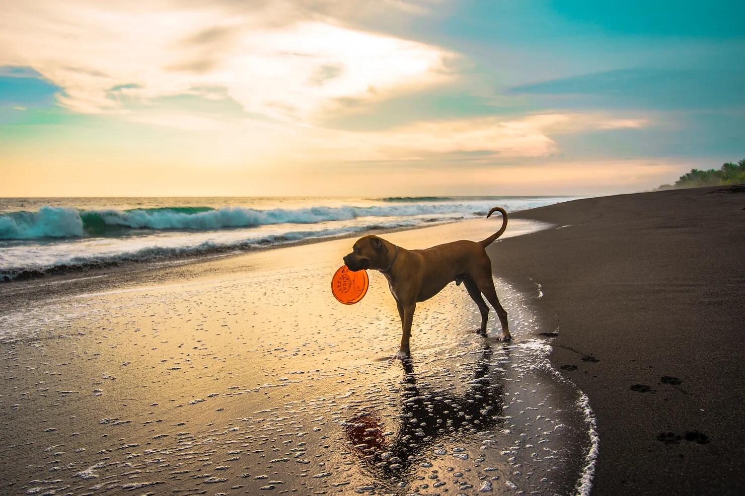 An off-leash dog on the beach
