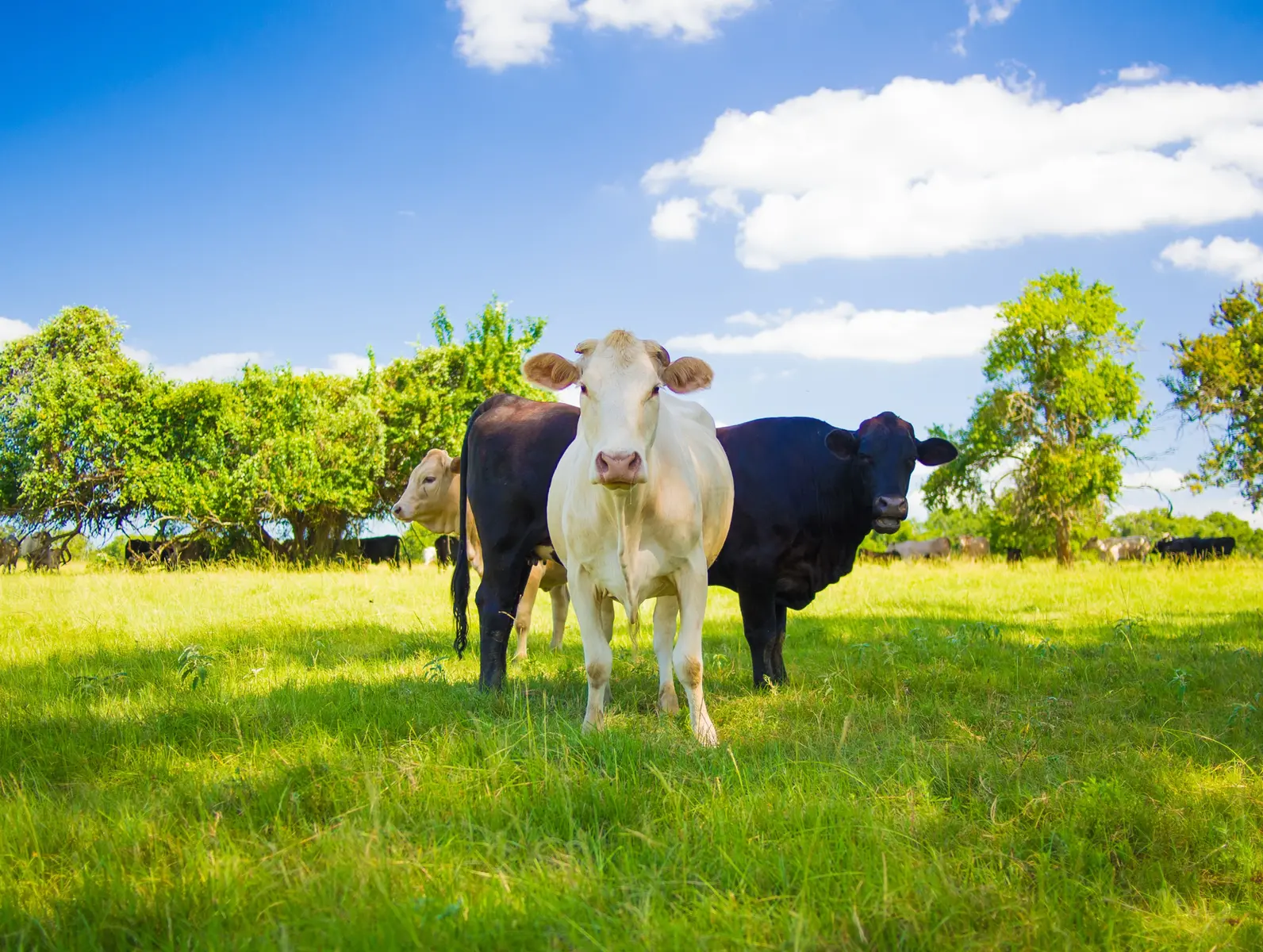 Three cows in a grassy pasture.