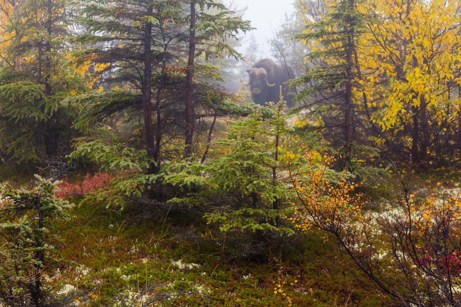 The Central Yukon planning region includes habitat for Muskoxen, one of the few species of wild mammals restricted to the Arctic regions of the world, and a rare species to encounter in the wild.