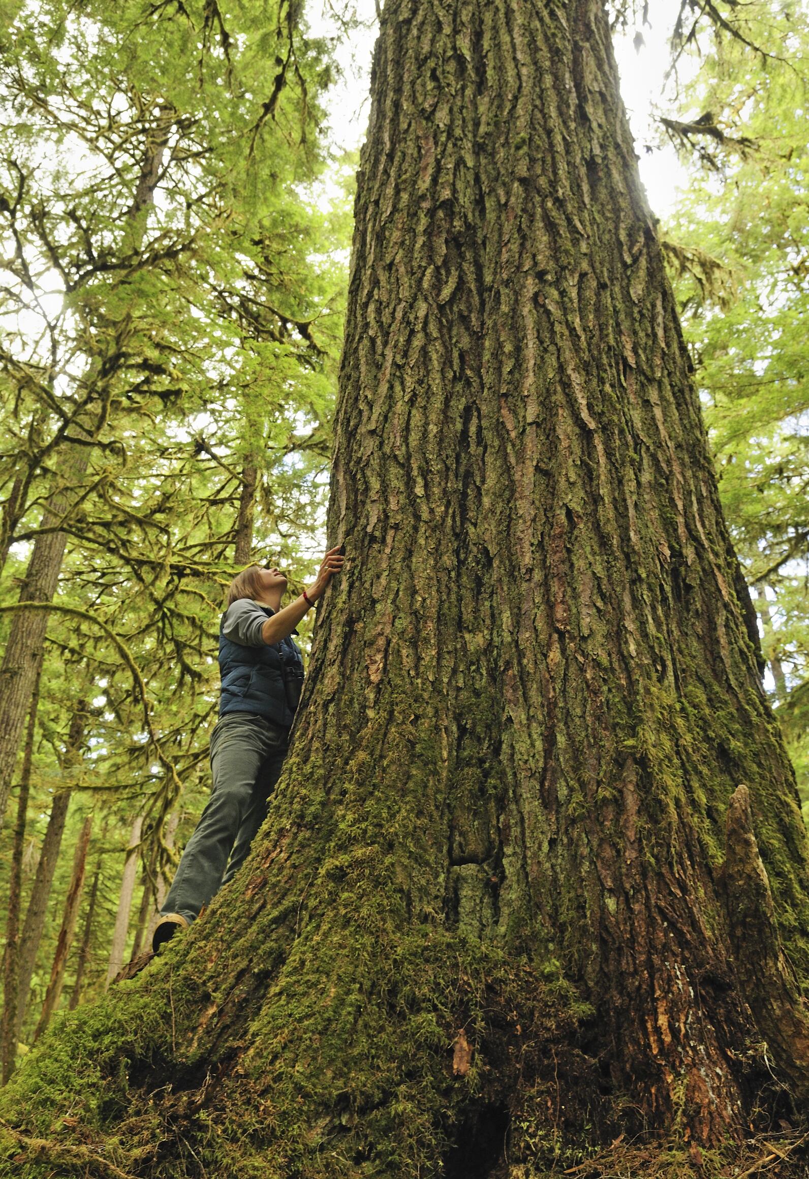 Person and tree in forest