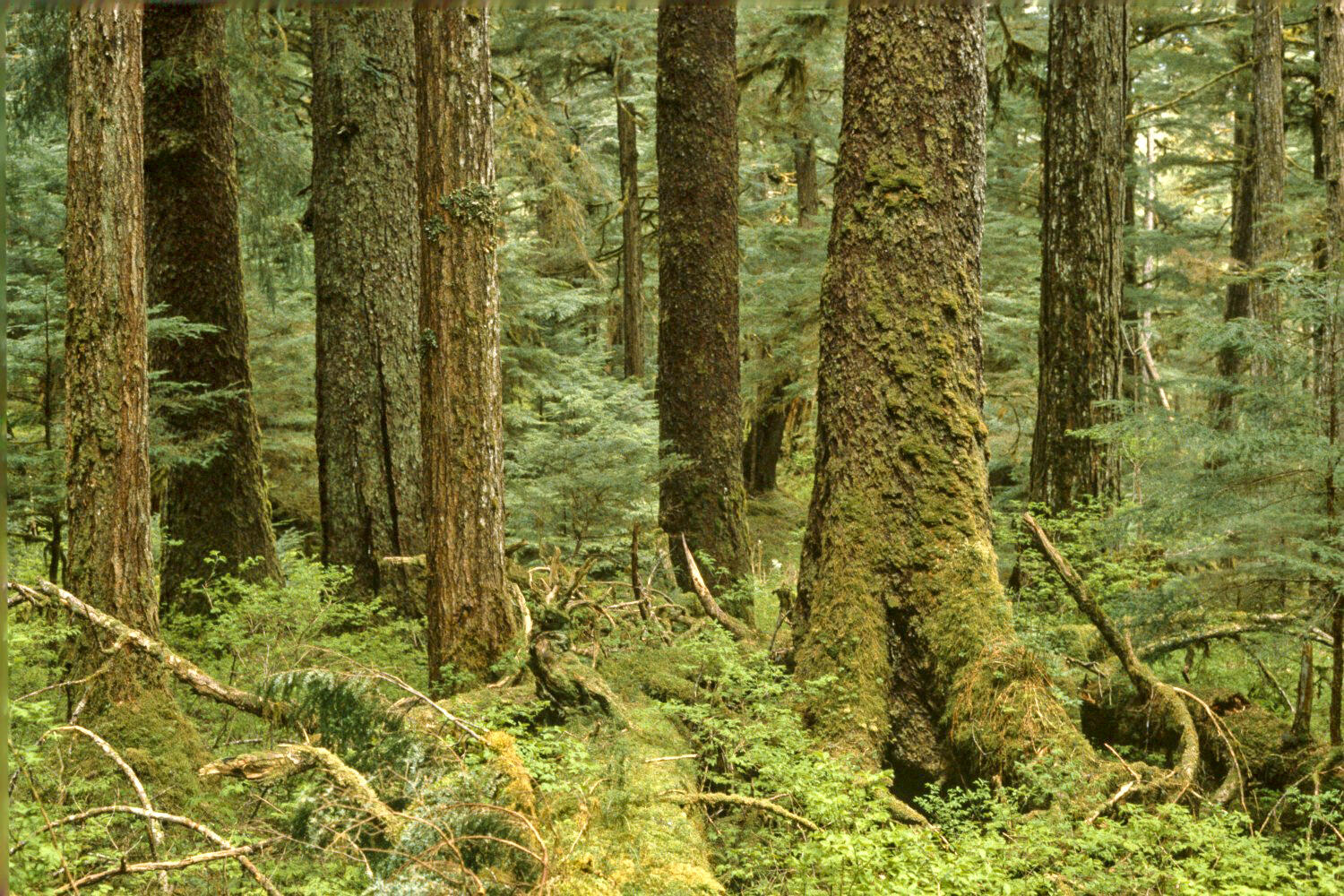 Wooded forest with old-growth trees