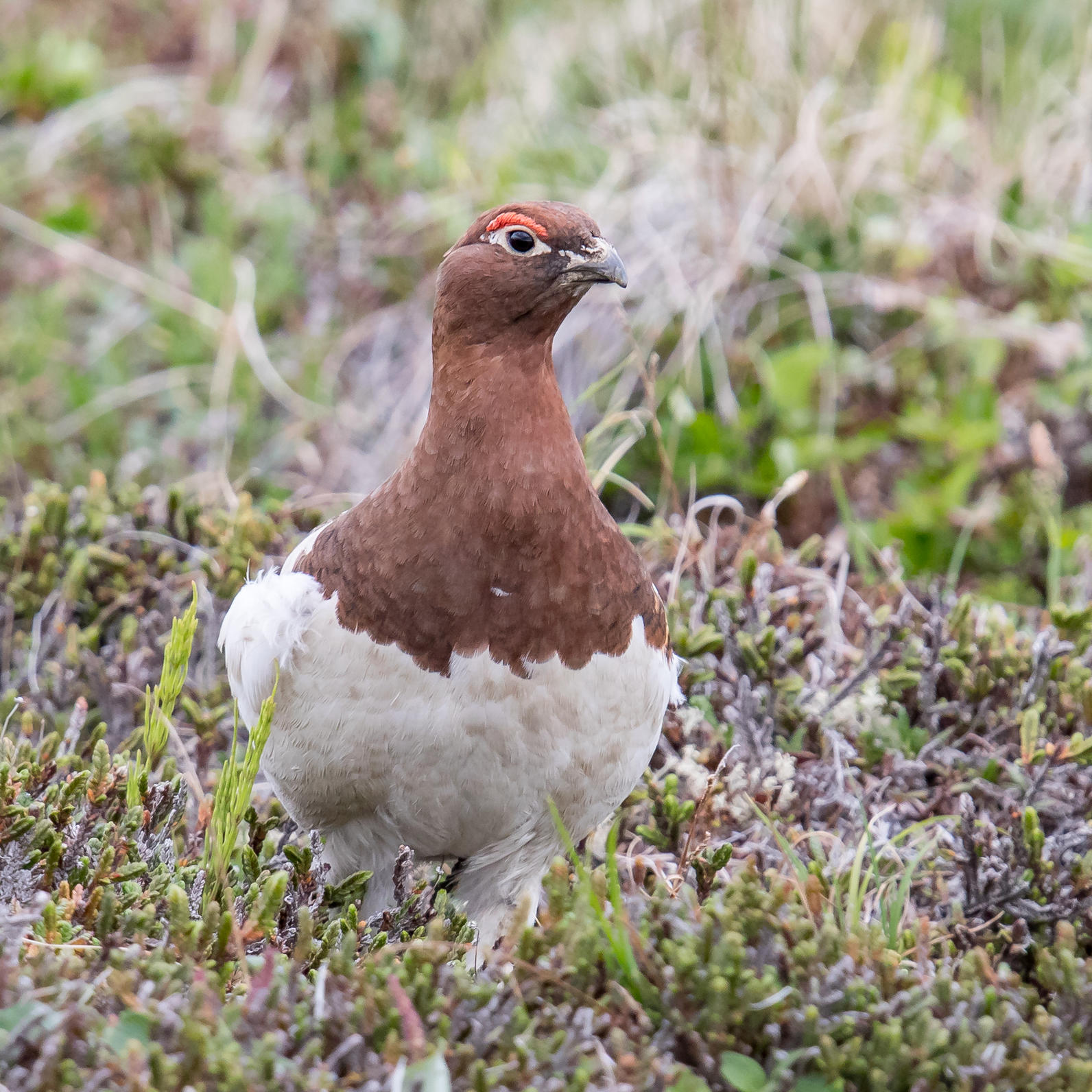 Willow Ptarmigan. Willow Ptarmigan.