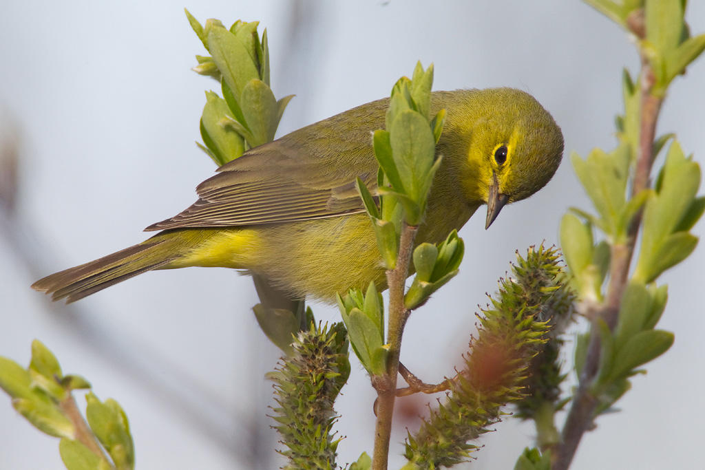 Orange-crowned Warbler. Orange-crowned Warbler.