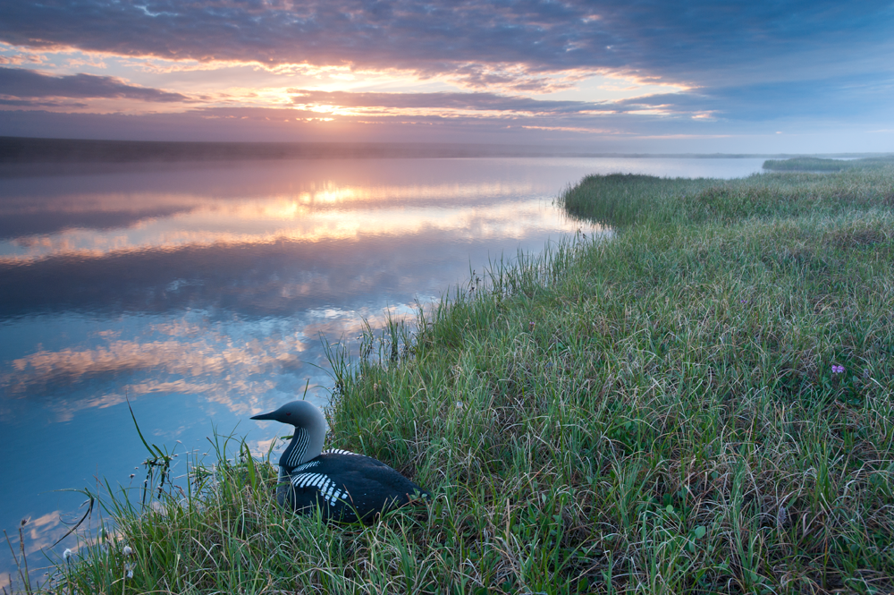 Drilling in the Arctic Refuge puts birds, like Pacific Loons at risk. Drilling in the Arctic Refuge puts birds, like Pacific Loons at risk.