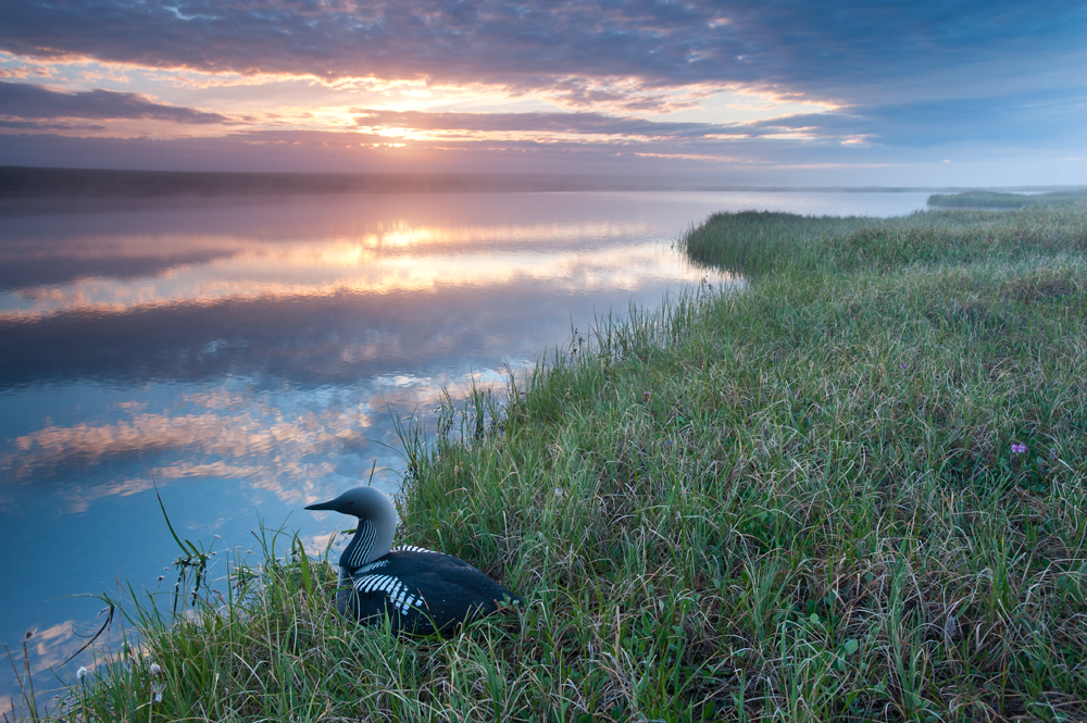 Drilling in the Arctic Refuge puts birds, like Pacific Loons at risk.