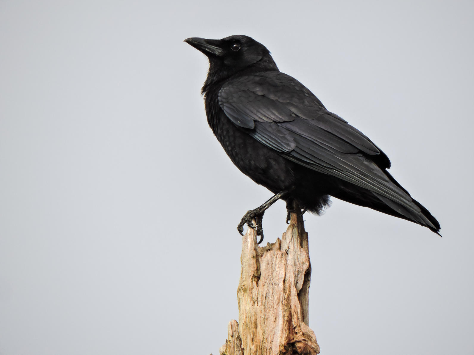 Northwestern Crow. Northwestern Crow.