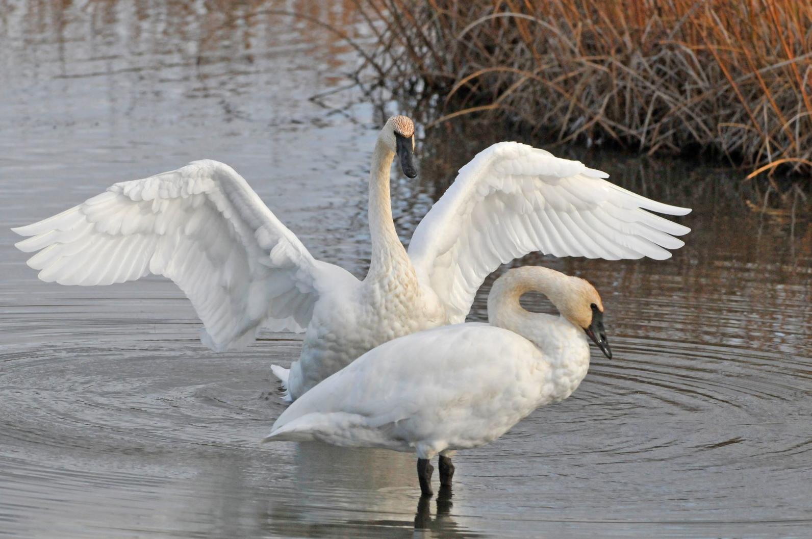Trumpeter Swans. Trumpeter Swans.