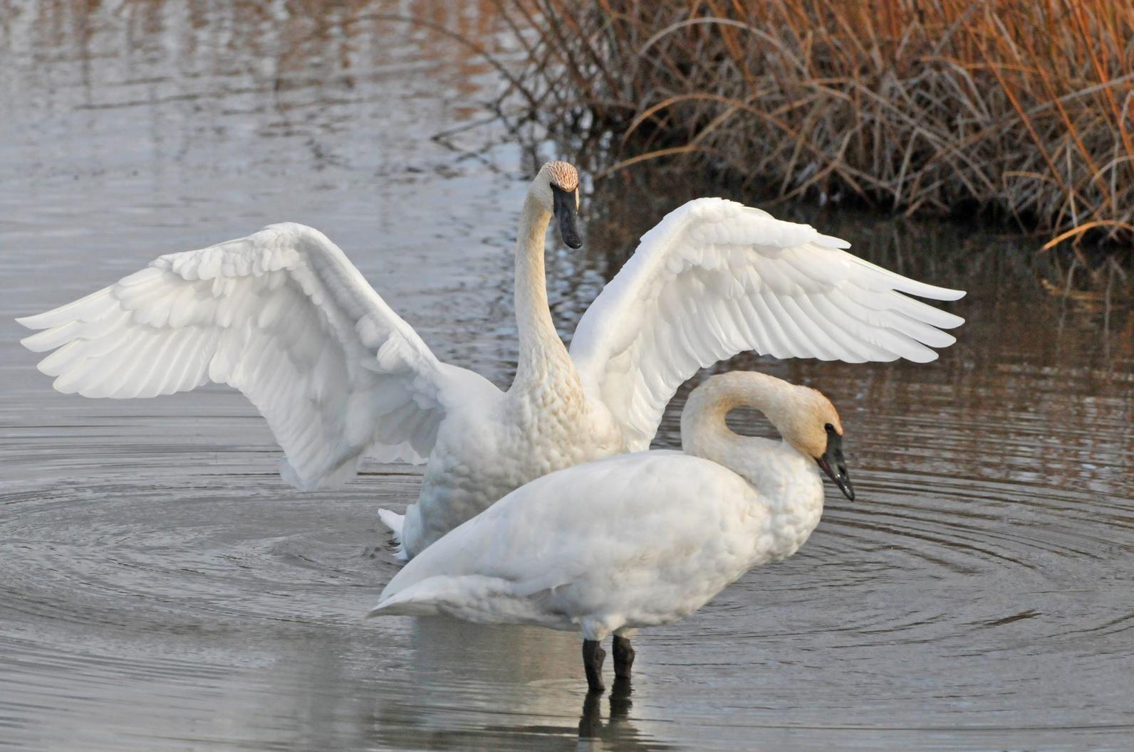 Trumpeter Swans. 