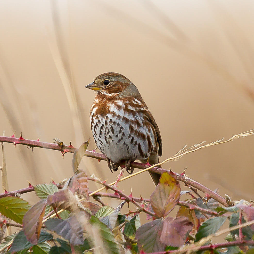 Fox Sparrow. 