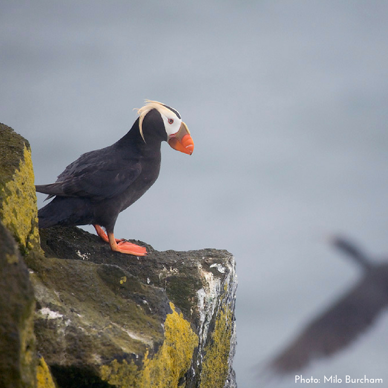 Tufted Puffin.