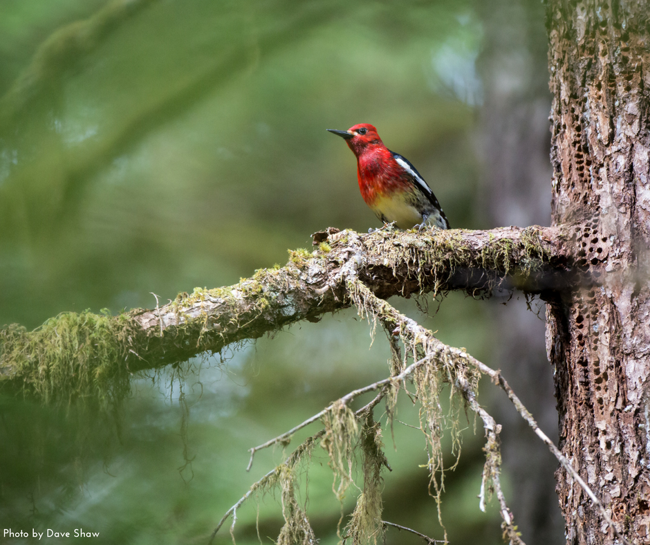Red-breasted Sapsucker. Red-breasted Sapsucker.