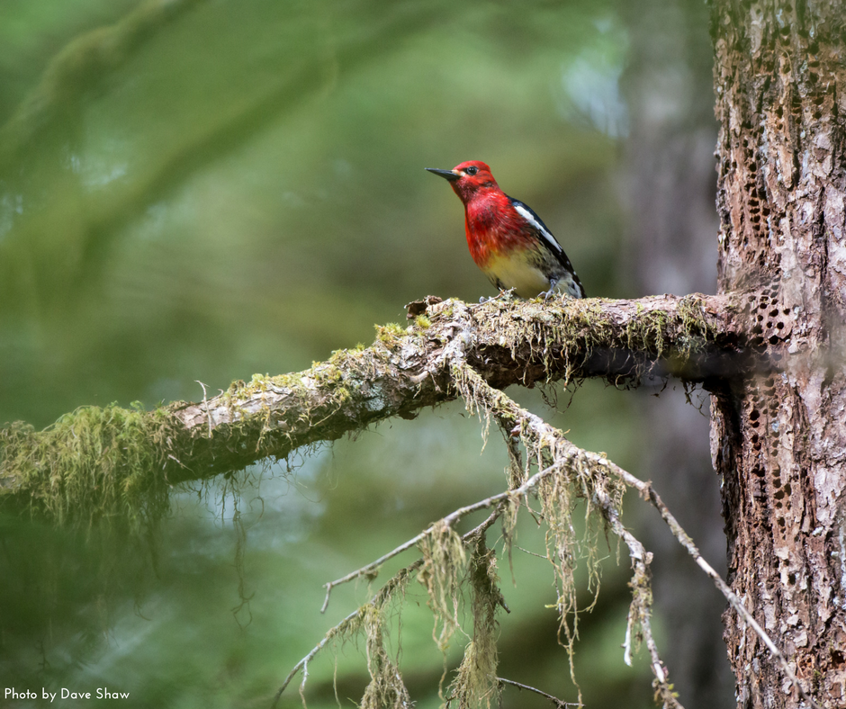 Red-breasted Sapsucker.