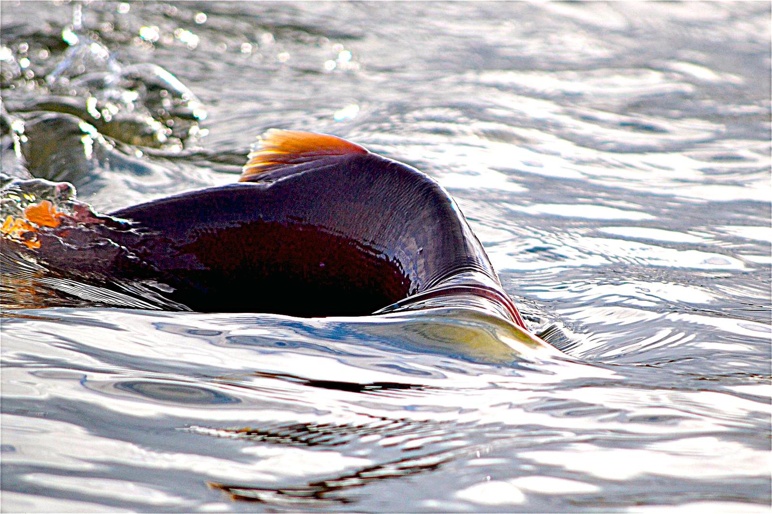Sockeye is one of several species of salmon that use rivers in the Ambler region as spawning grounds. Sockeye is one of several species of salmon that use rivers in the Ambler region as spawning grounds.
