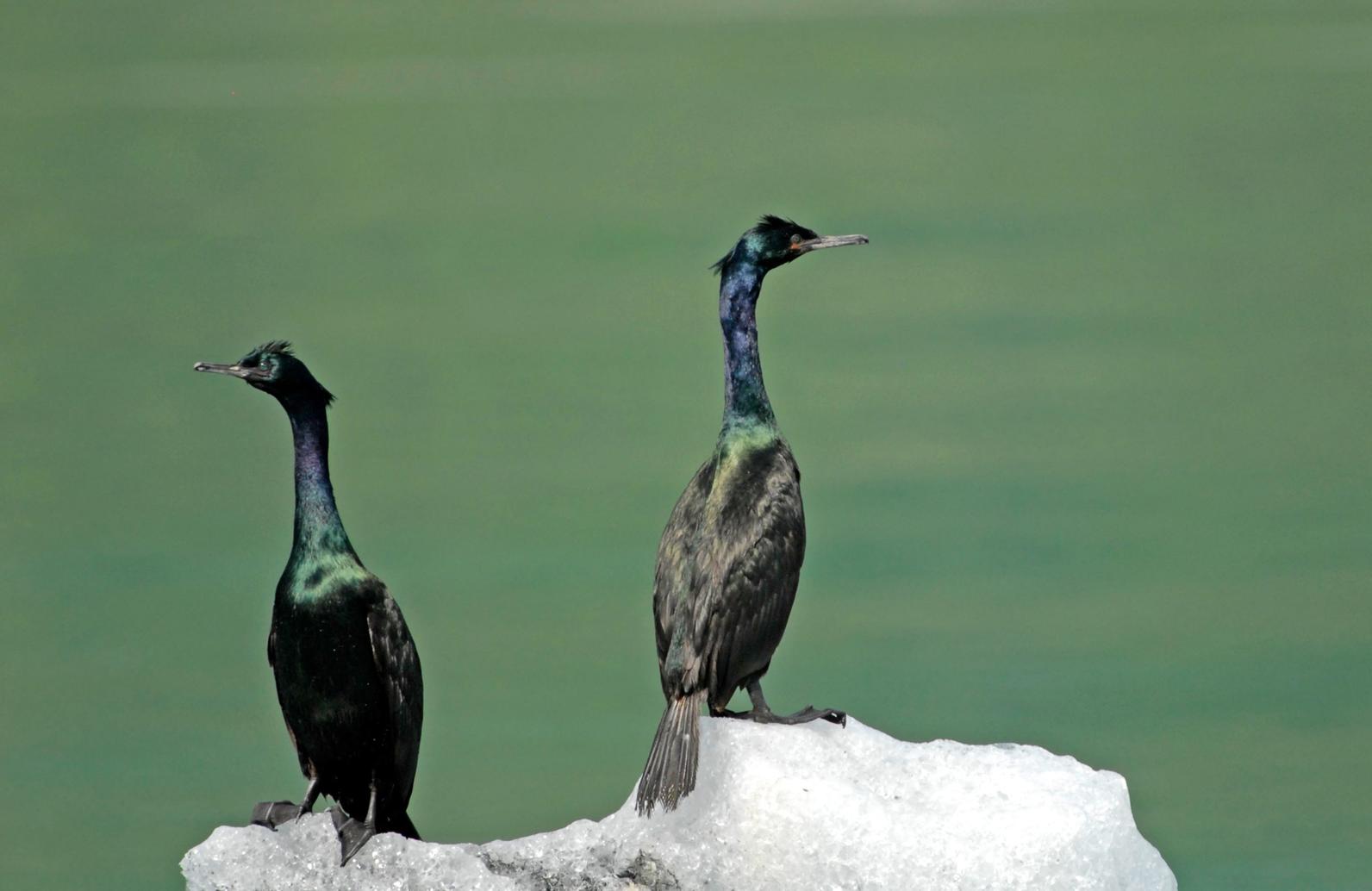 Pelagic Cormorant. 