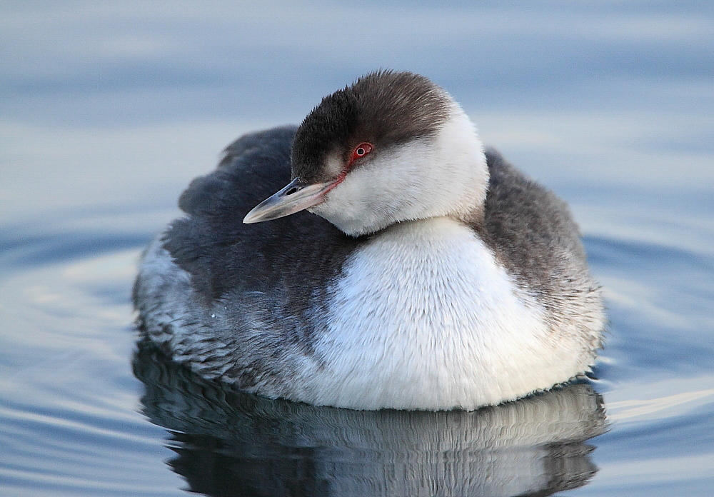 Horned Grebe. Horned Grebe.
