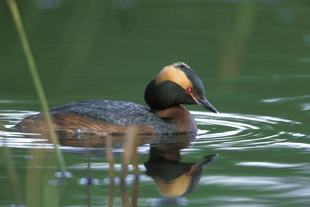 Horned Grebe. Horned Grebe.