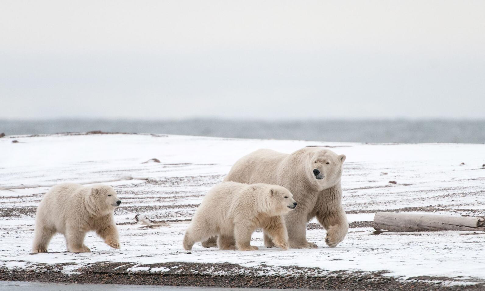 Polar Bears. Polar Bears.