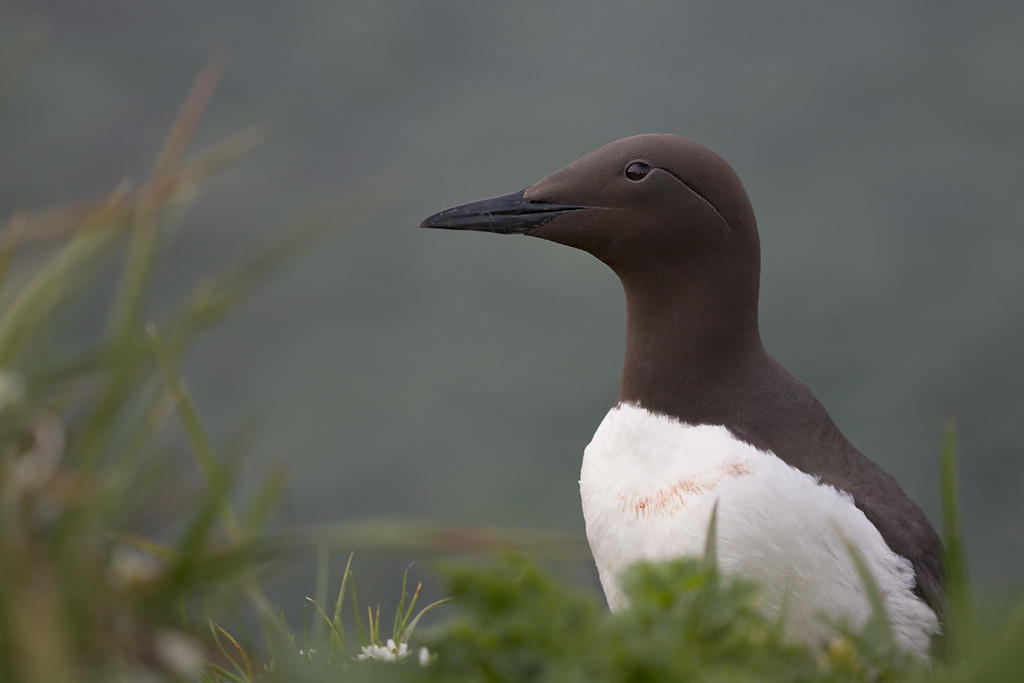 Common Murre. Common Murre.