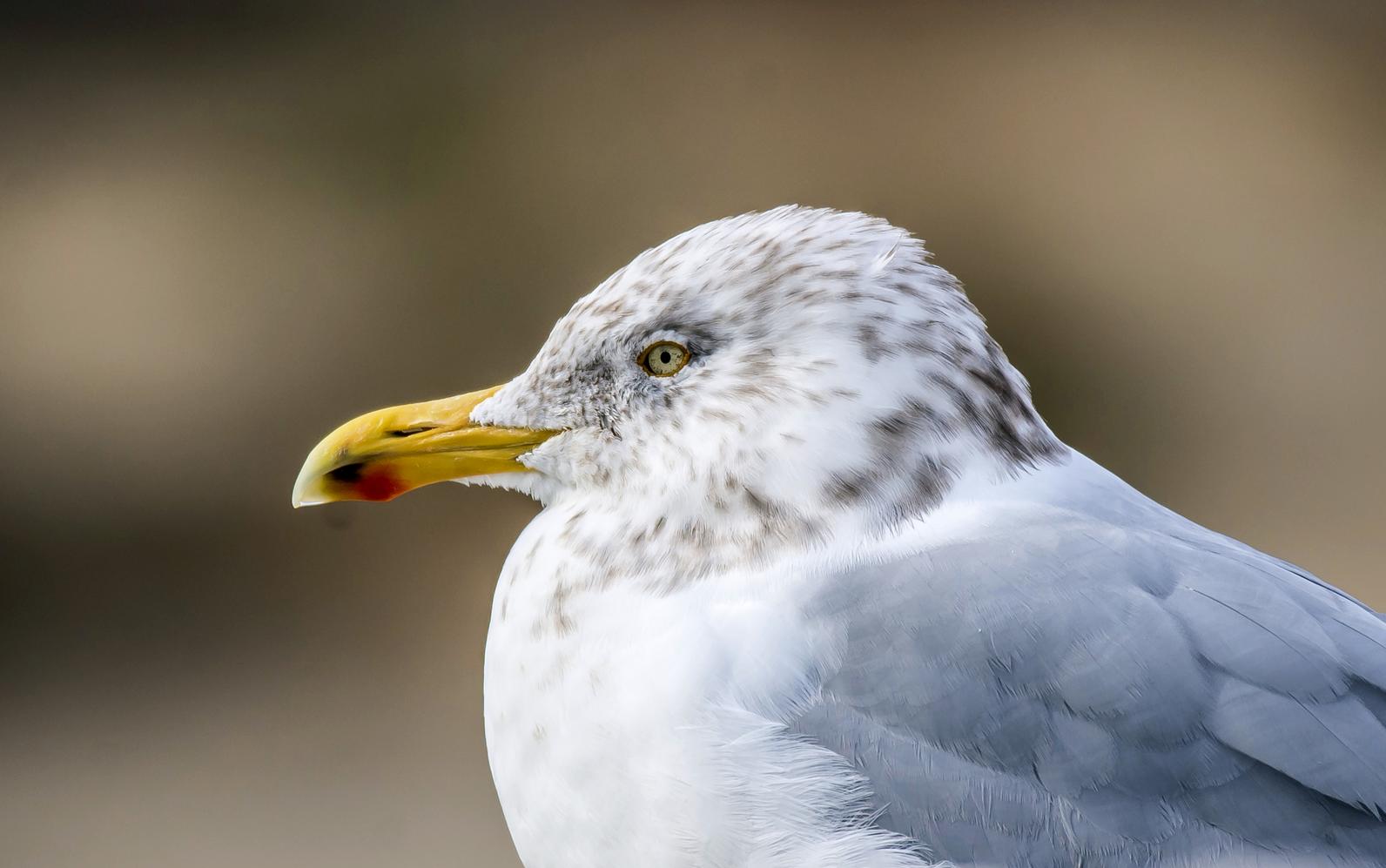 Herring Gull. Herring Gull.