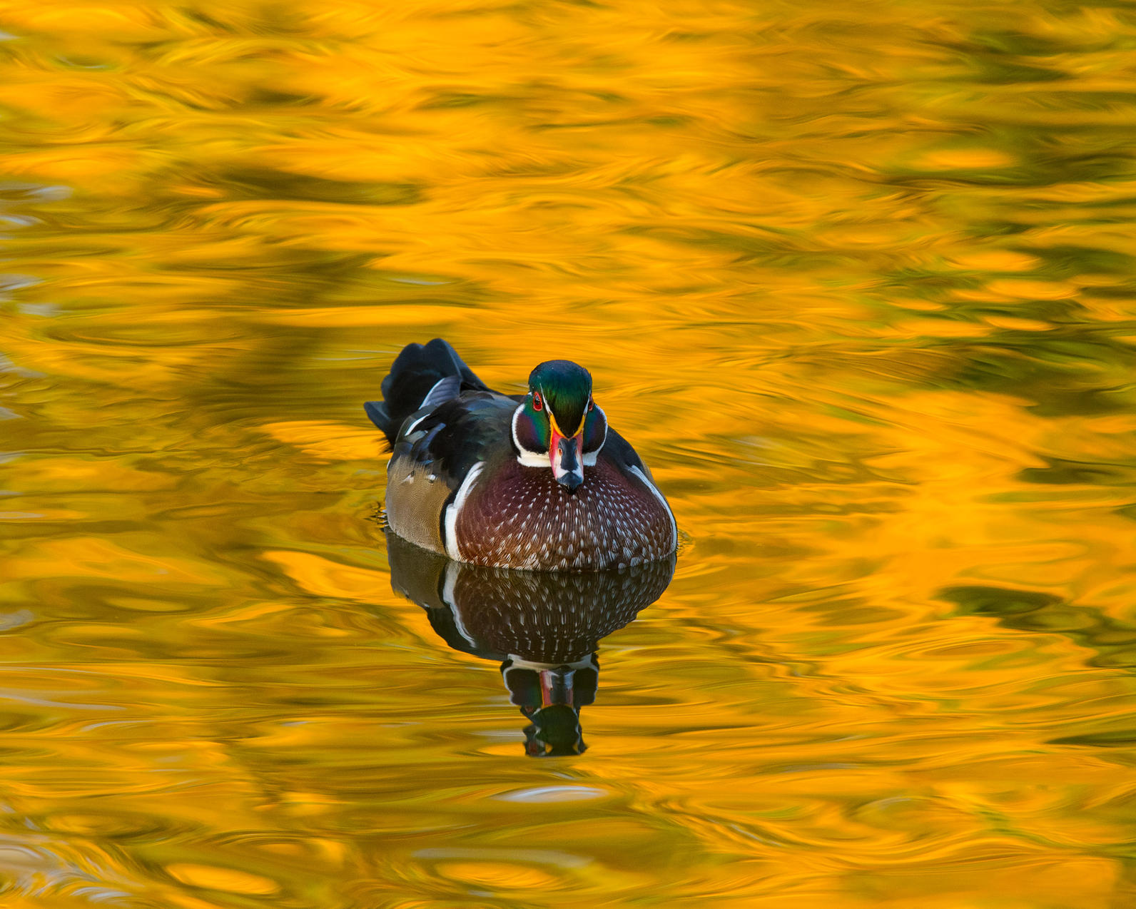 Wood Duck. 