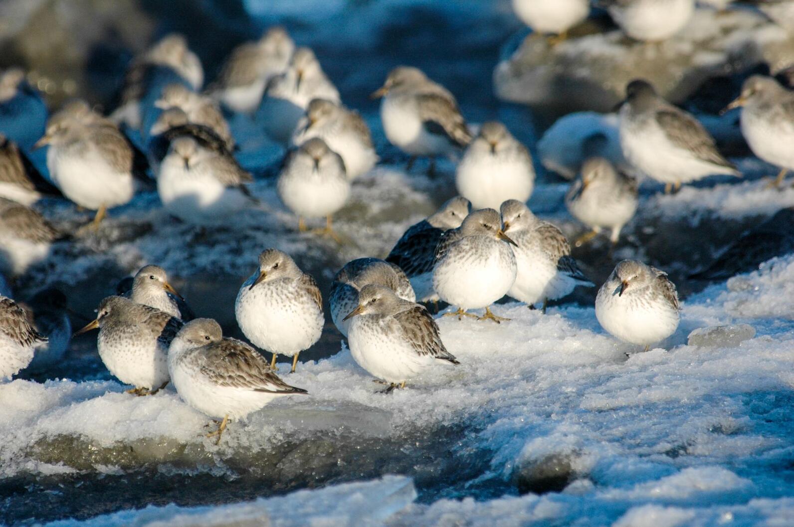 Rock Sandpiper. Kasilof. Rock Sandpiper. Kasilof.