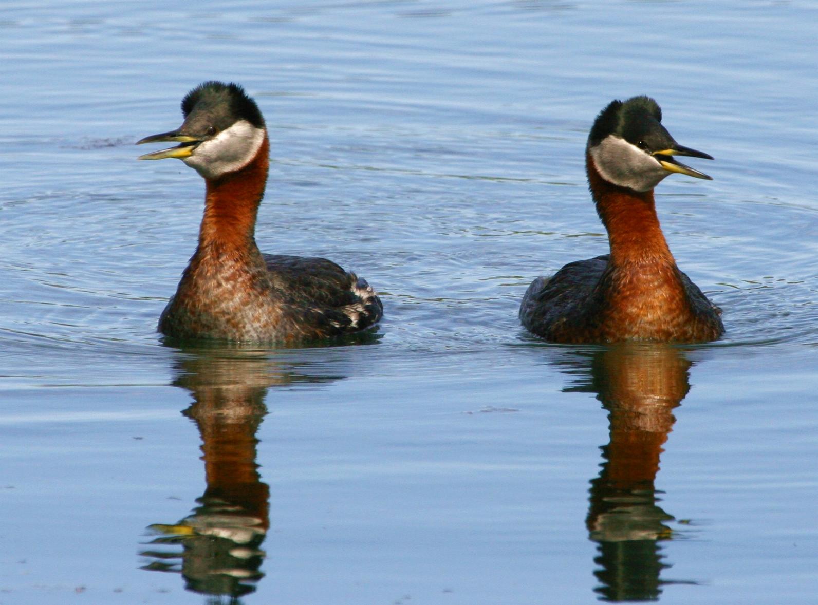 Red-necked Grebe. 