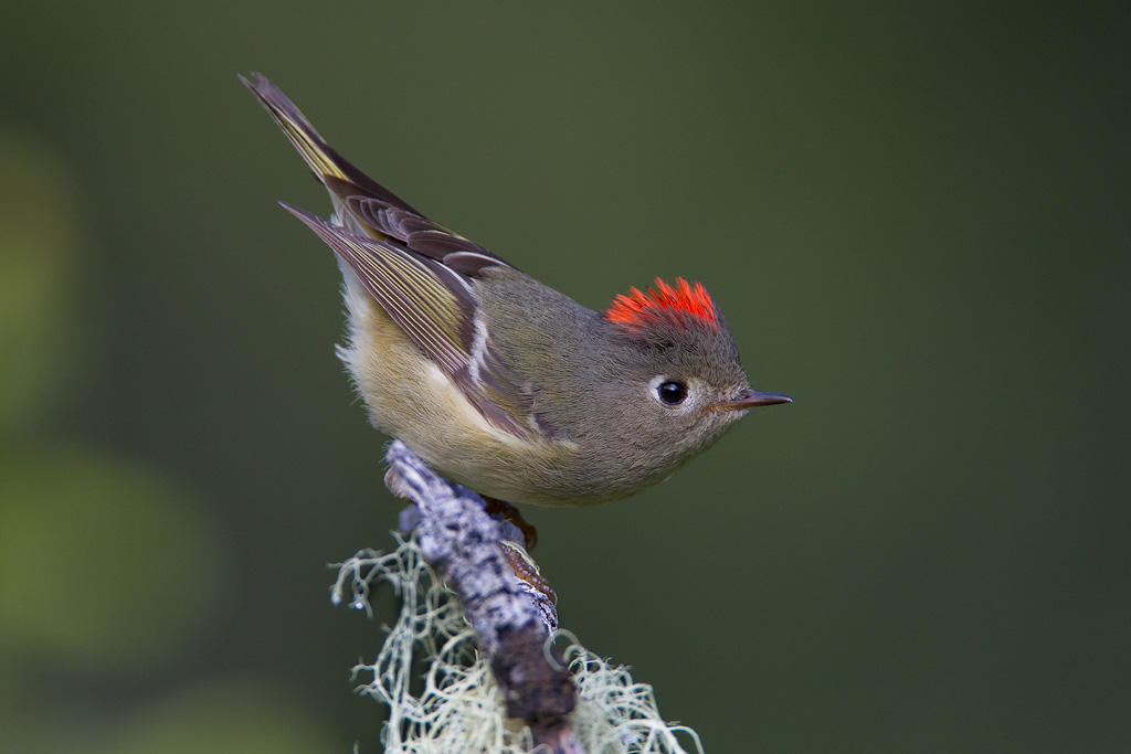 Ruby-crowned Kinglet. Ruby-crowned Kinglet.